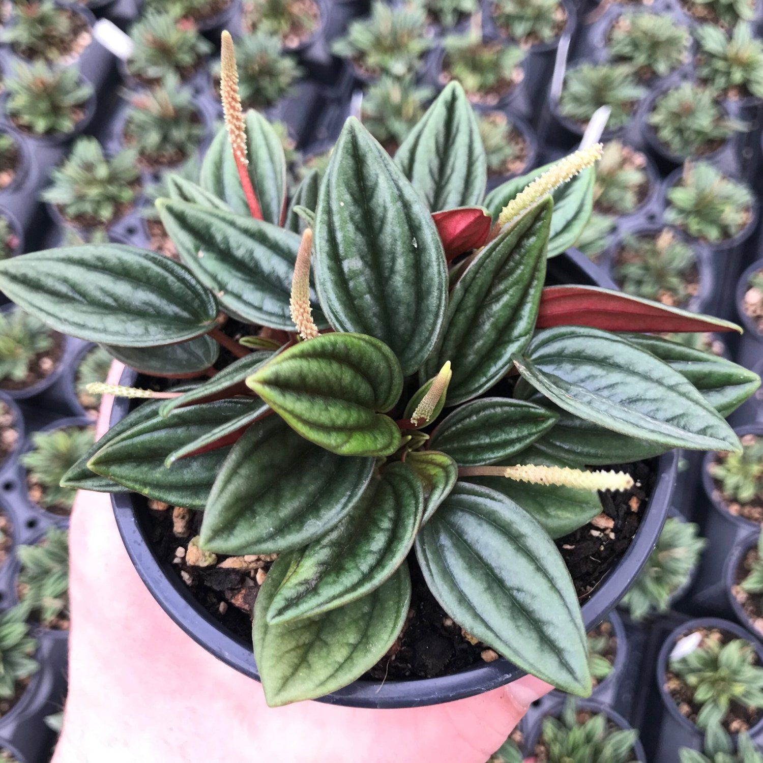 Peperomia Rosso - 4''