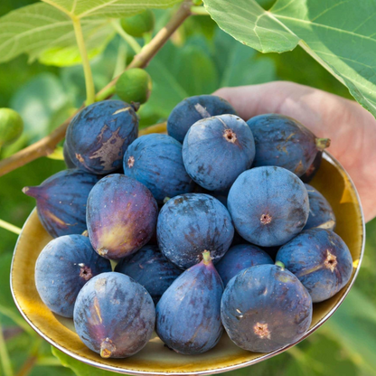 Fig Tree Edible Live Plants : Violet de Bordeaux, Black Mission White Marseilles