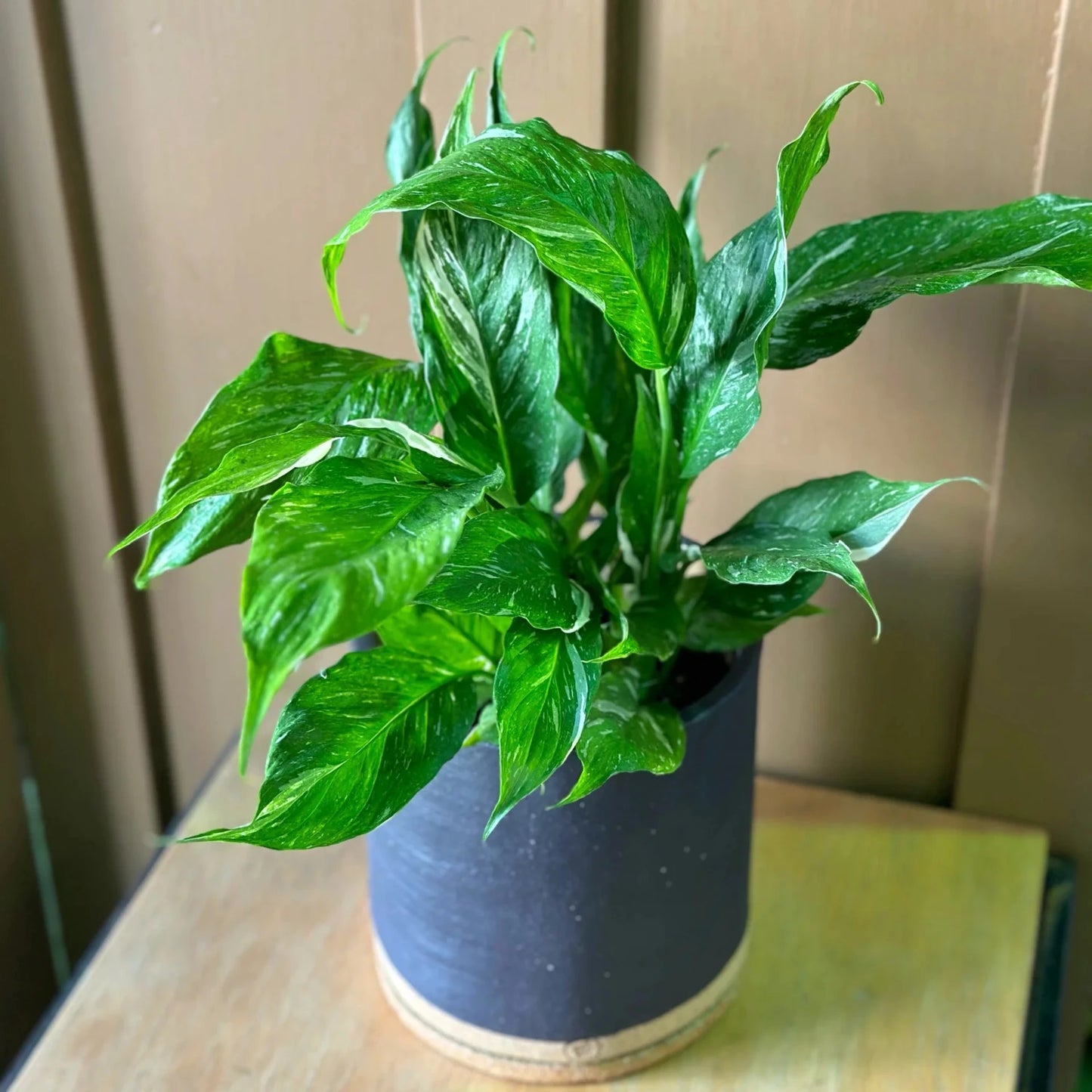 Spathiphyllum Domino - Variegated Peace Lily - 4''