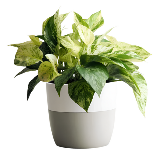 Marble Queen Devil's Ivy - 6''