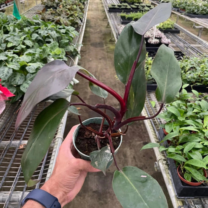 Philodendron Burgundy Princess - 4''