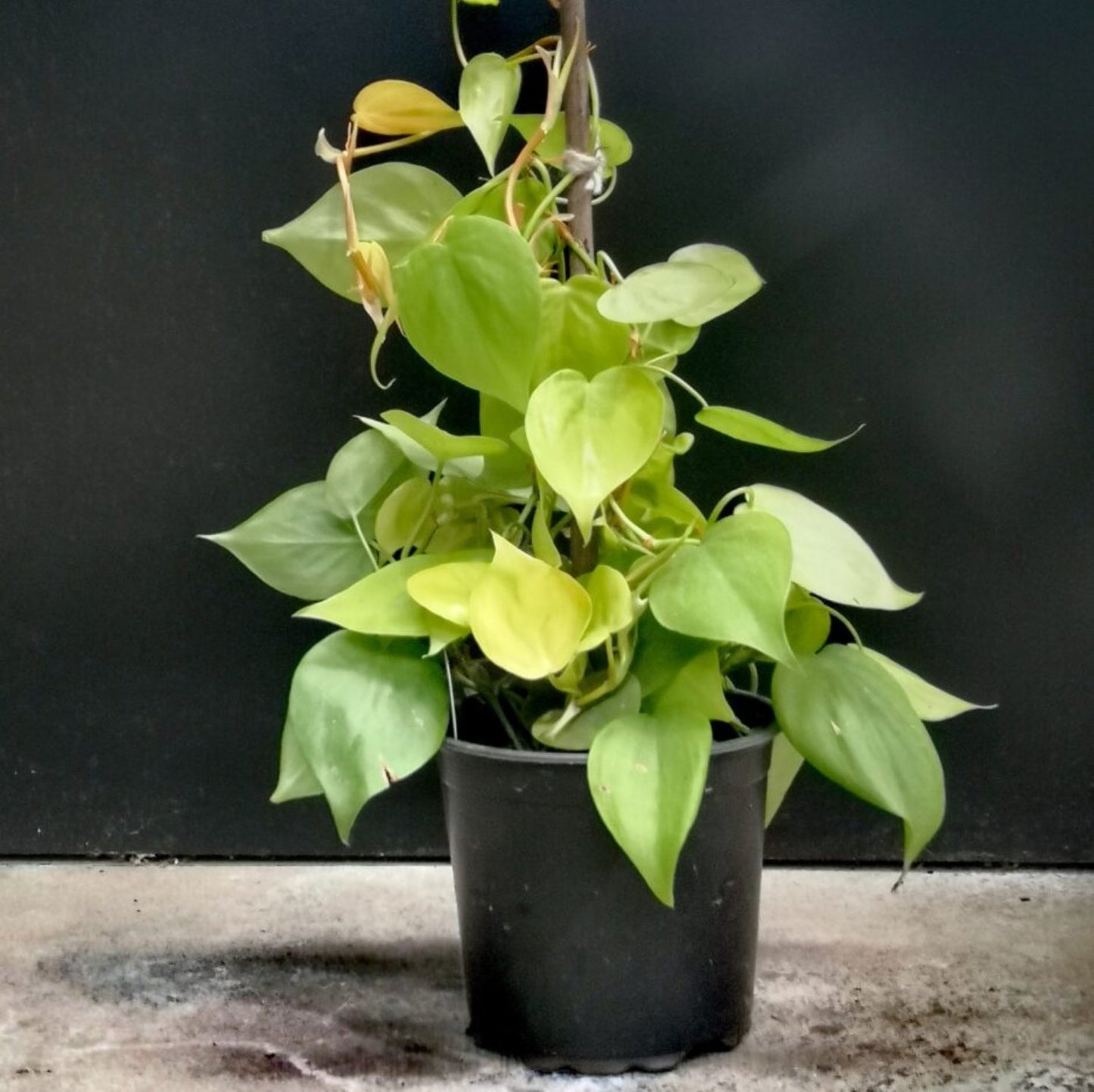 Philodendron Cordatum - 2"