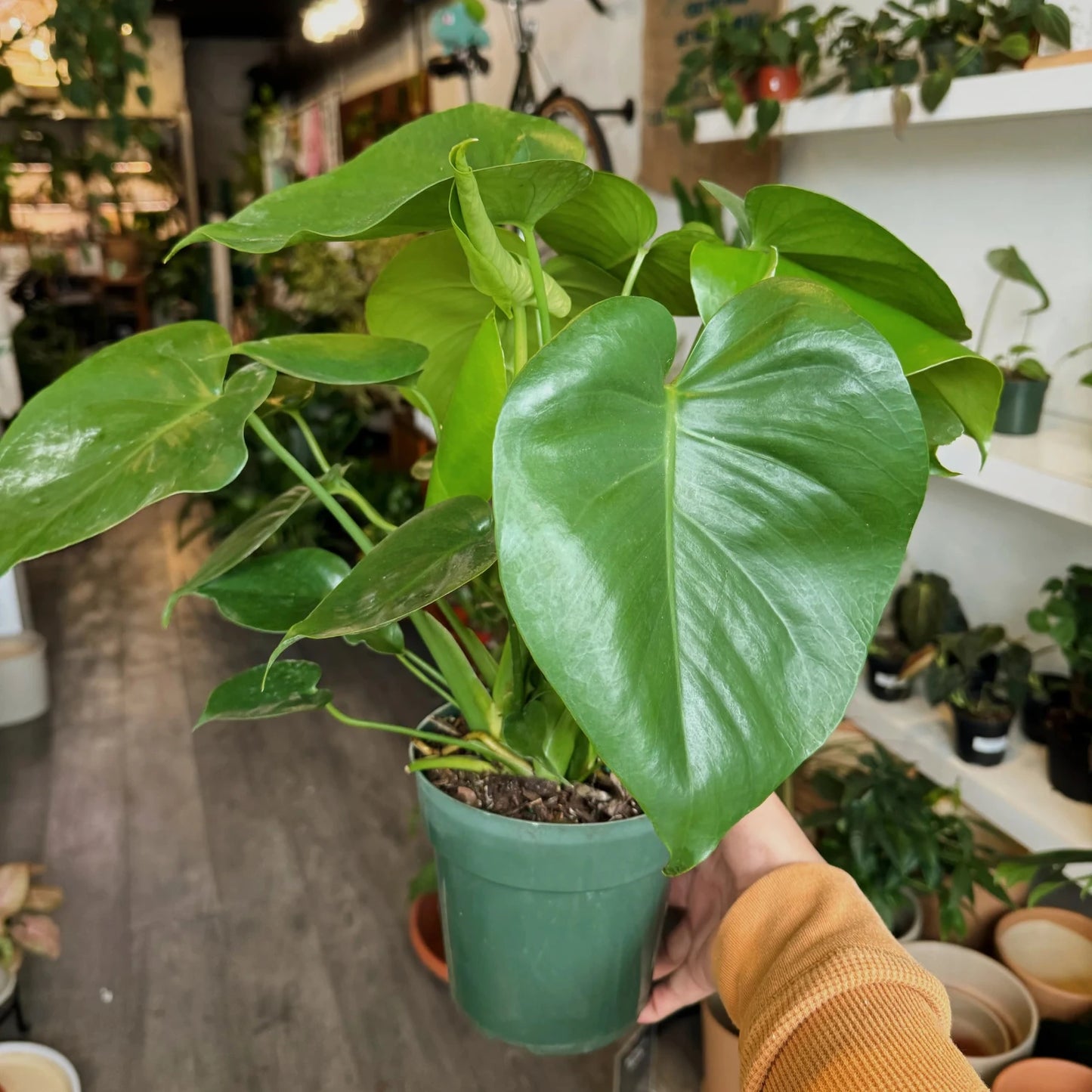 Monstera Split Leaf - 2"