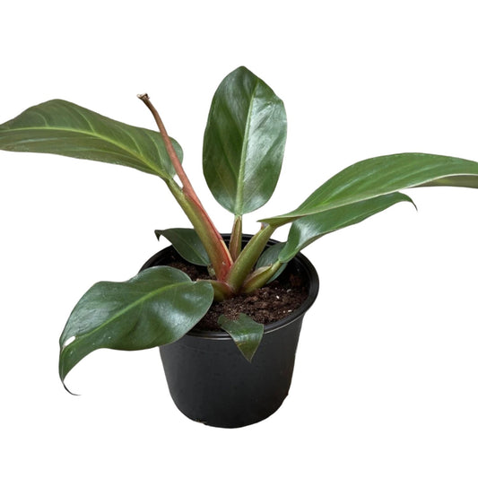 Philodendron Red Back - 6''