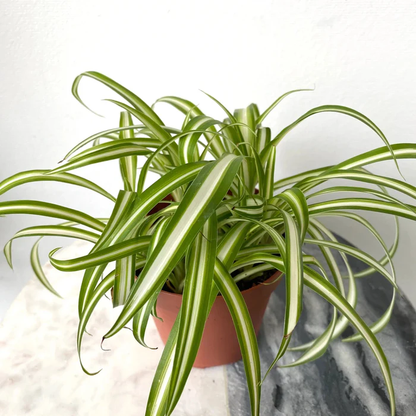 Ocean Spider Plant Variegated - 6''