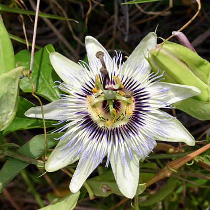 Passion Flower Possum Purple And Granadilla. 1 Sirenyevi And 1 Yellow Long Neck