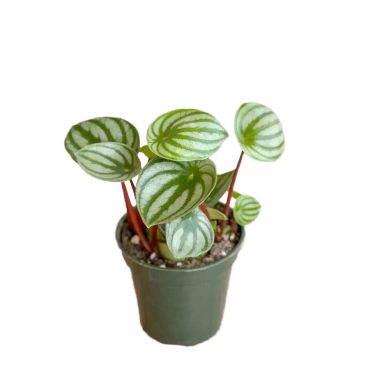 Watermelon Peperomia - 4''