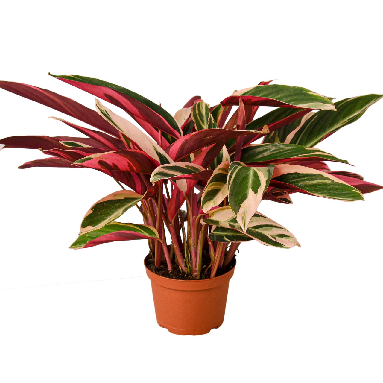 Calathea Triostar - 4''