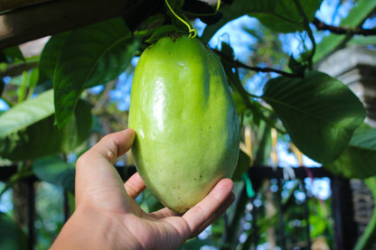 Giant Granadilla Passion Flower - Edible Passion Fruit - 2 Plants