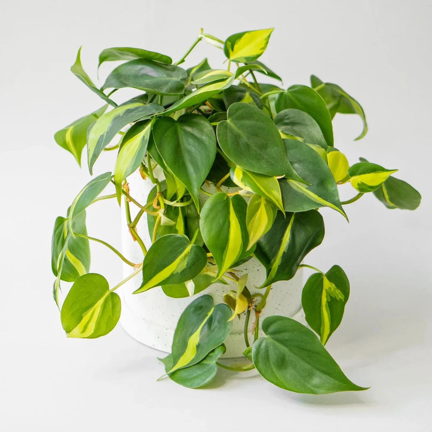 Philodendron Brazil - 6"