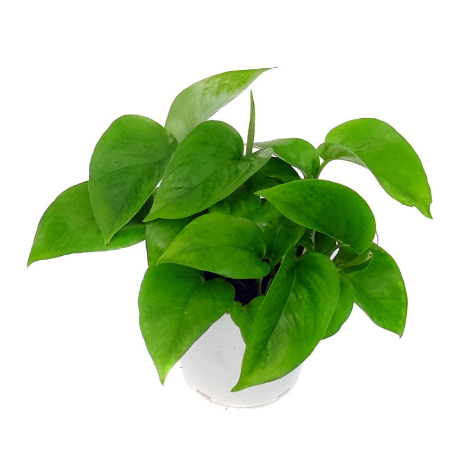 Green queen Jade Pothos - 4''