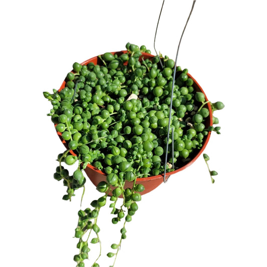 String of Pearls - 6"