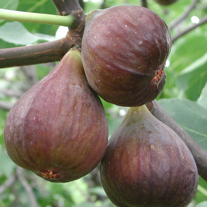 Fig Tree 2 Live Plants - "Beers Black" COLD HARDY