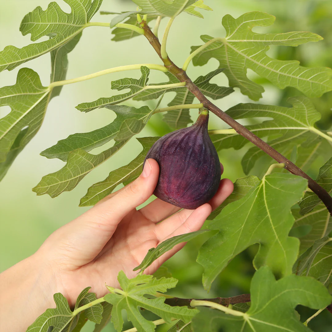 Fig Tree "Chicago Hardy" 2 starter plants