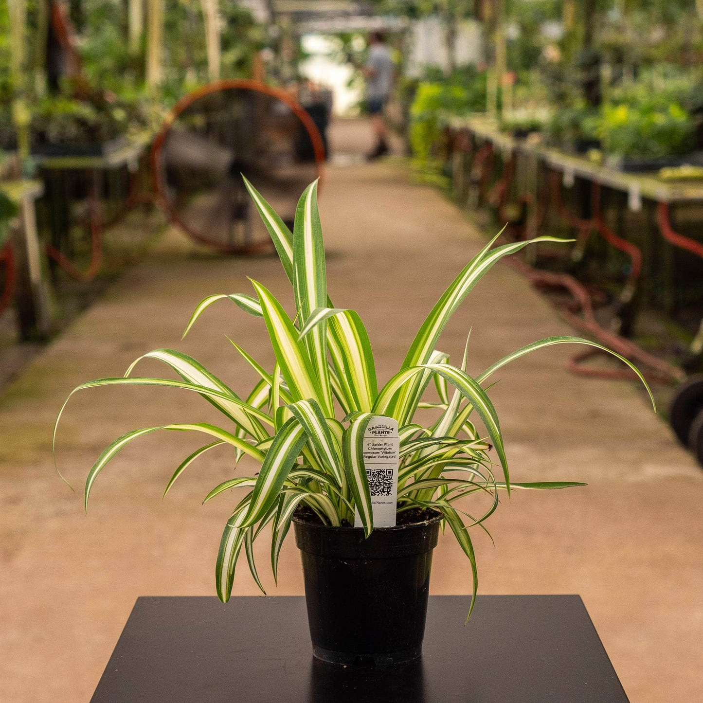 Variegated Spider Plant - 4''