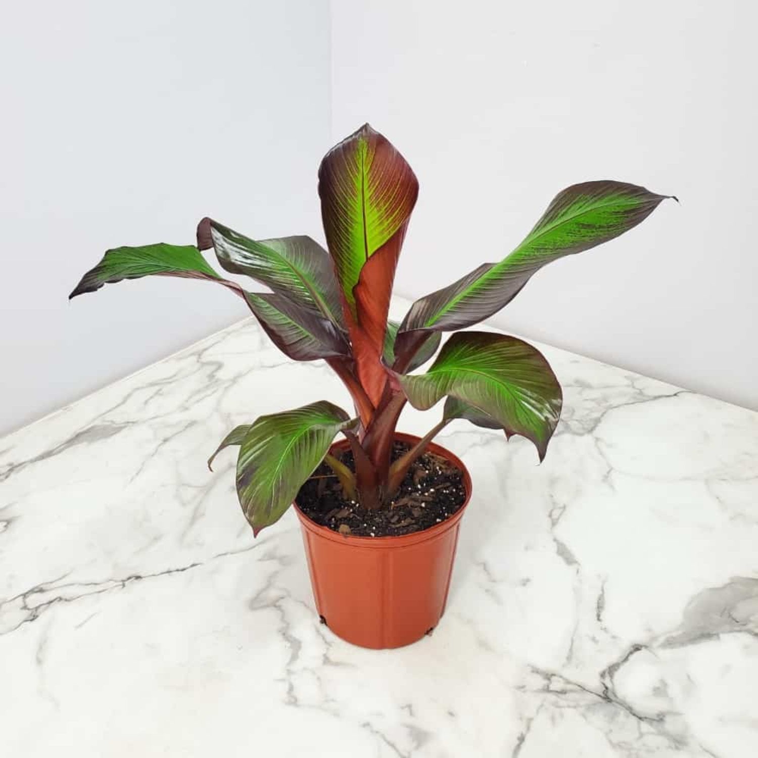 Ensete Maurelii - Red Abyssinian Banana 4-6" tall