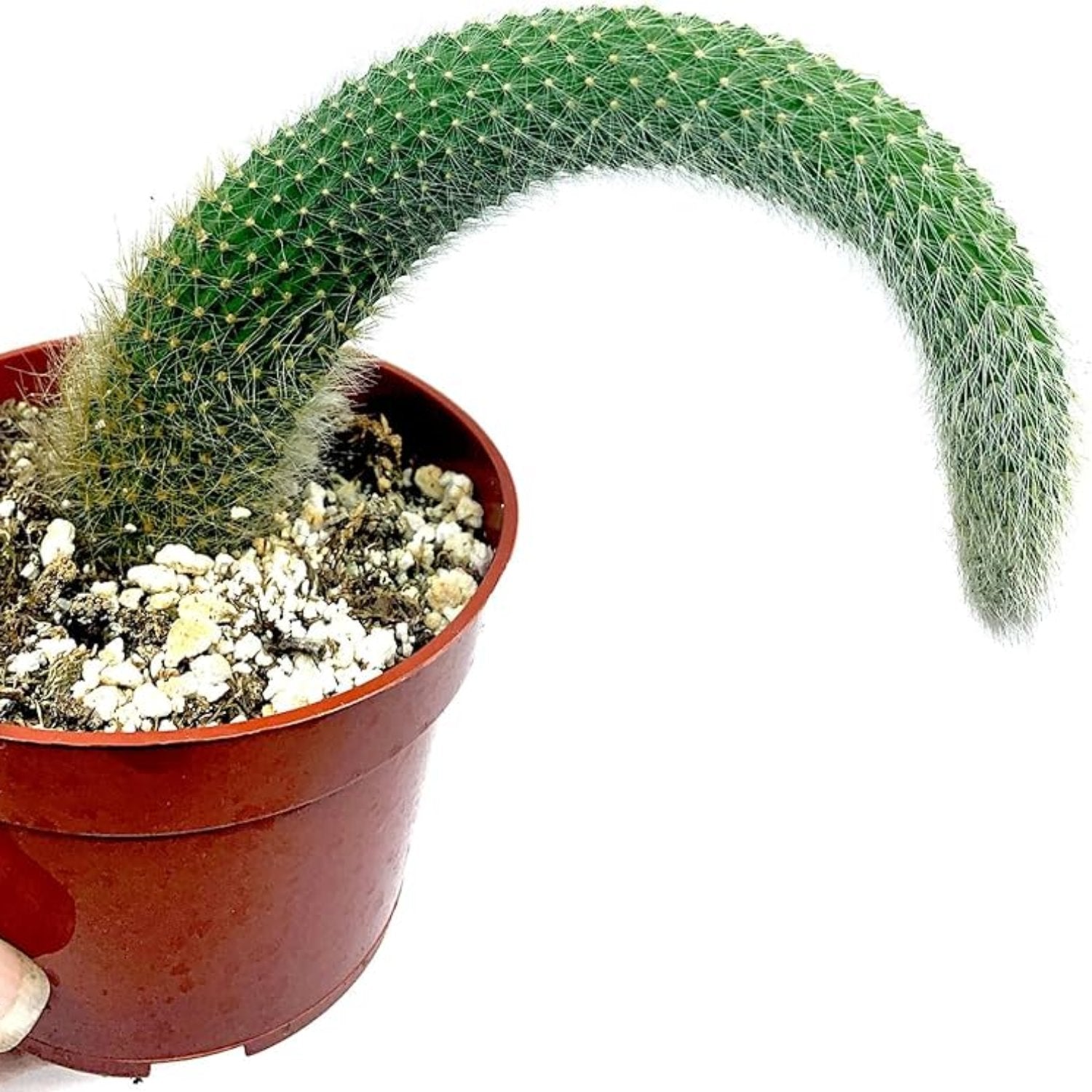 Hildewintera Colademononis Monkey Tail Cactus (one tail)- 4''