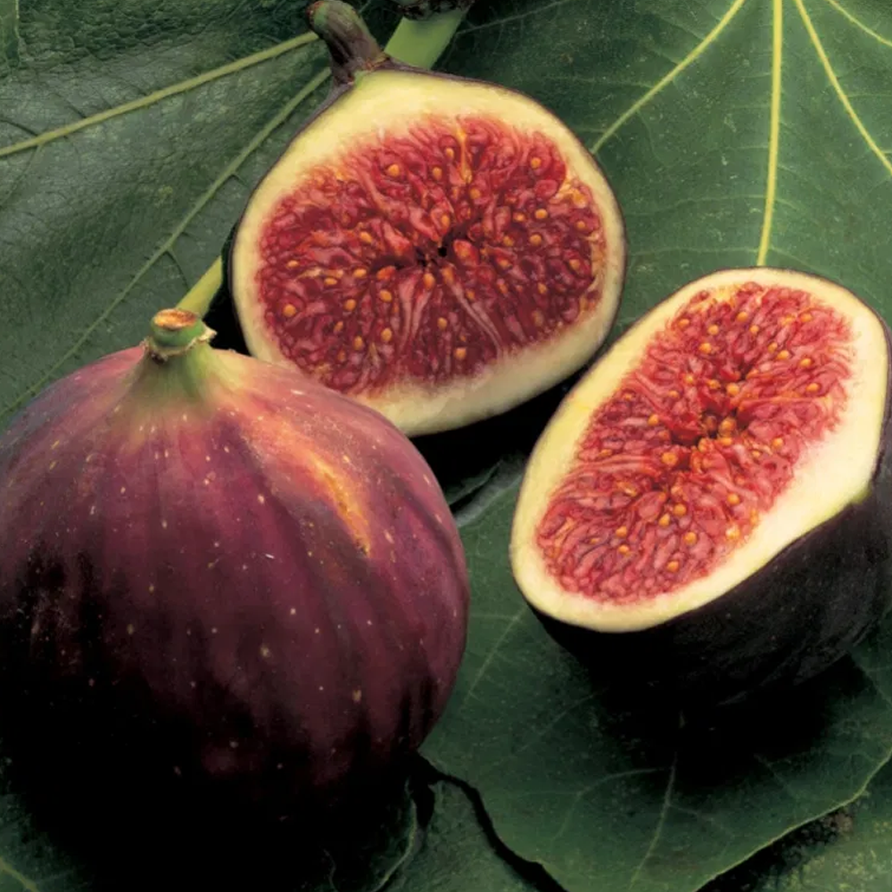 Live Fig Trees Instant Orchard Special! NOW 8 COLD HARDY VARIETIES