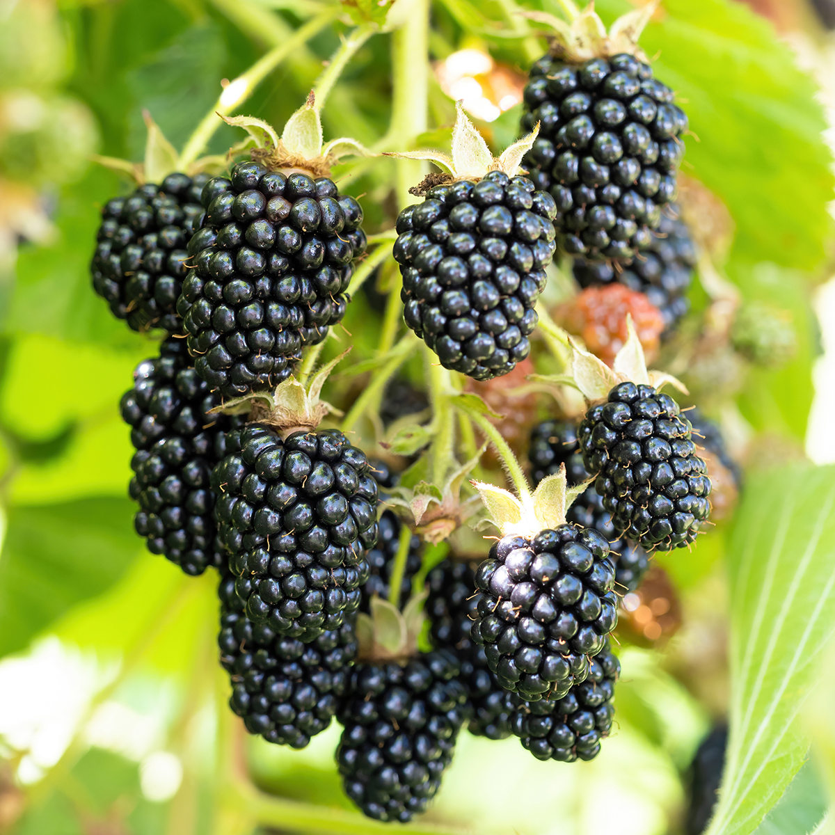 Columbia Giant-Blackberry - Rubus - 10 Plants