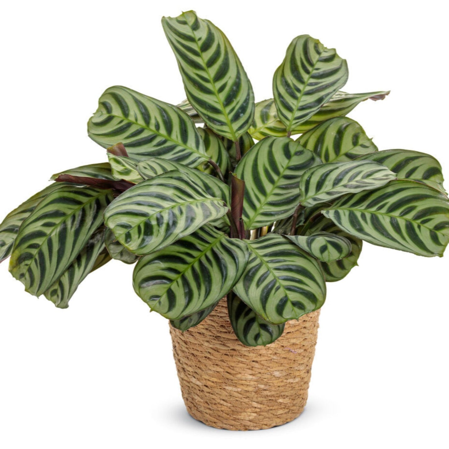 Calathea Ctenanthe x Burle Marx - 6"