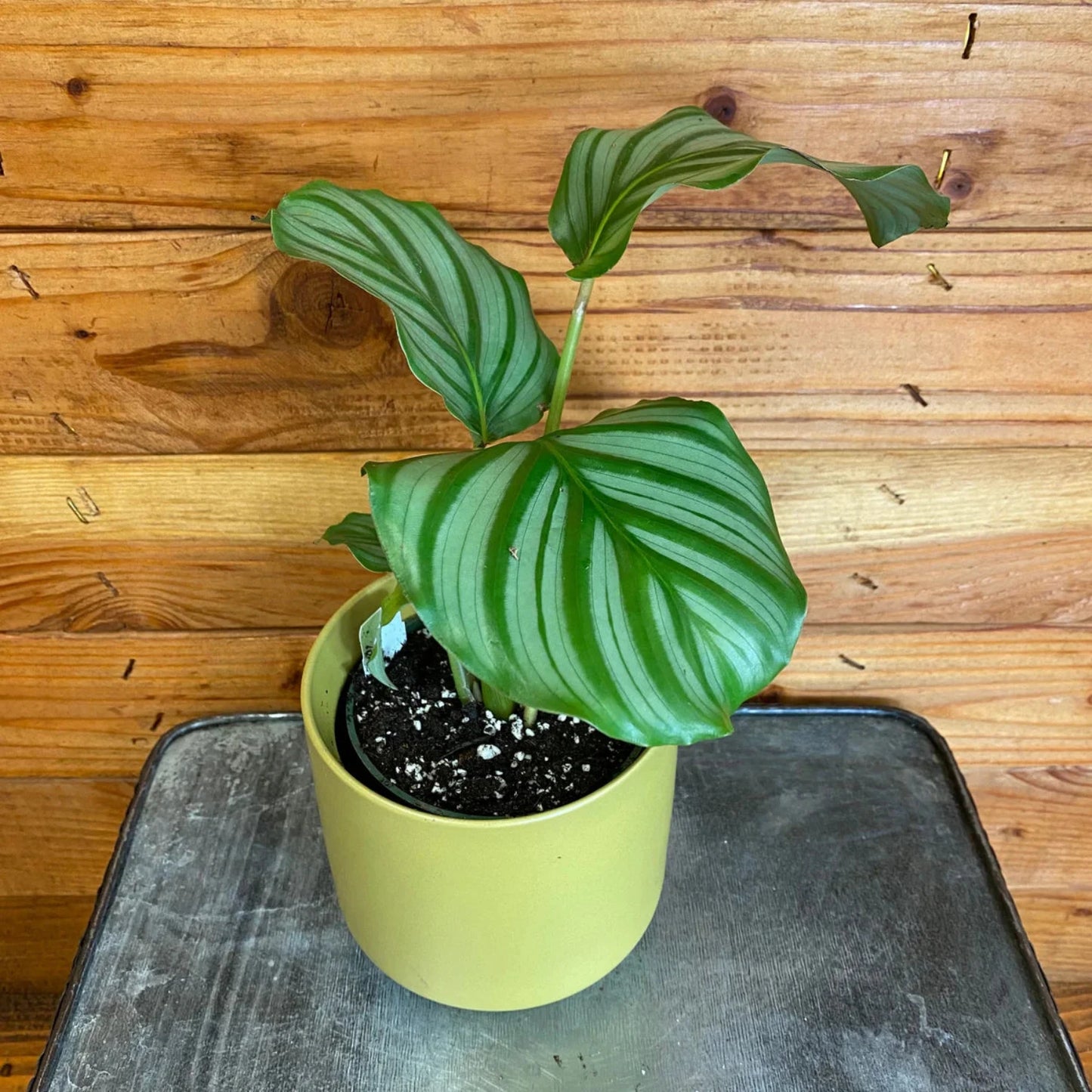 Calathea Orbifolia - 4''