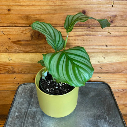 Calathea Orbifolia - 4''