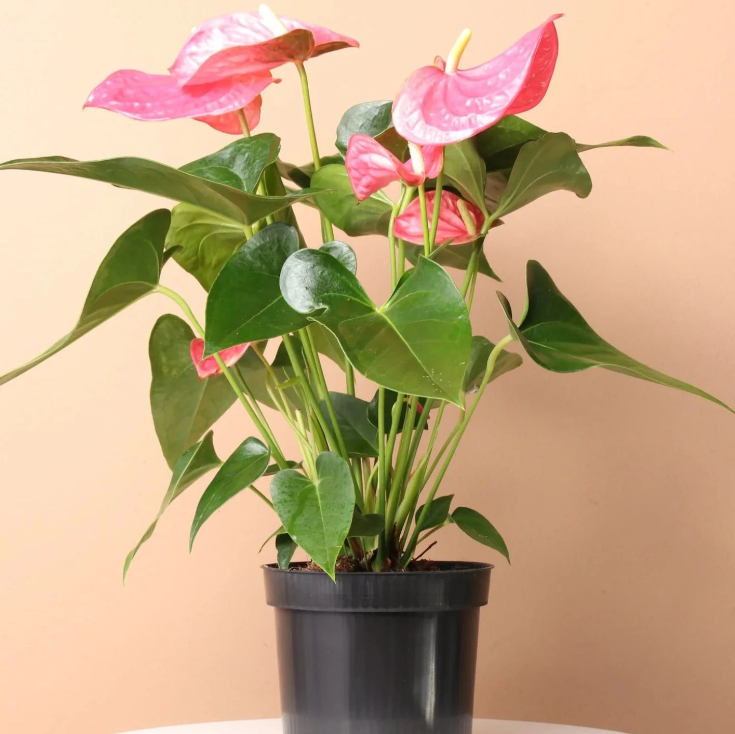 Pink Anthurium - 6"