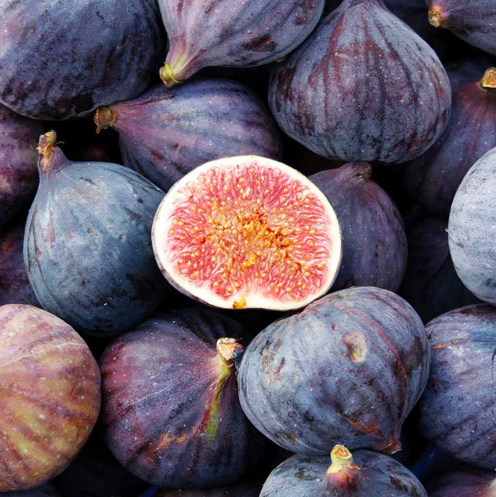 Fig Tree Combo Pack Cold Weather 4 Varieties