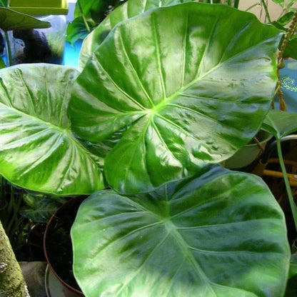 Alocasia - Calidora - 24" tall