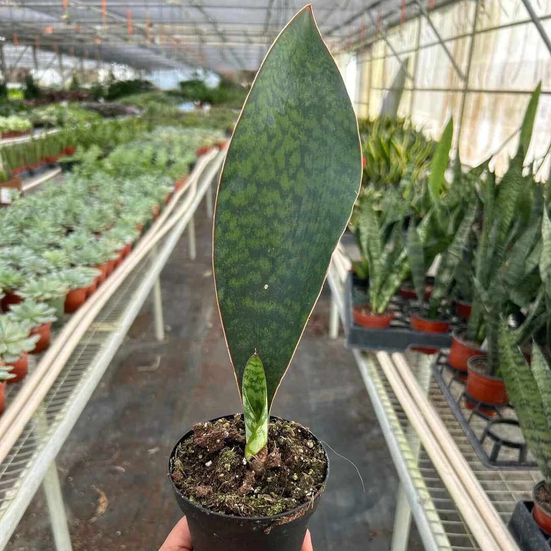 Sansevieria Masoniana (Whale Fin) - 6''