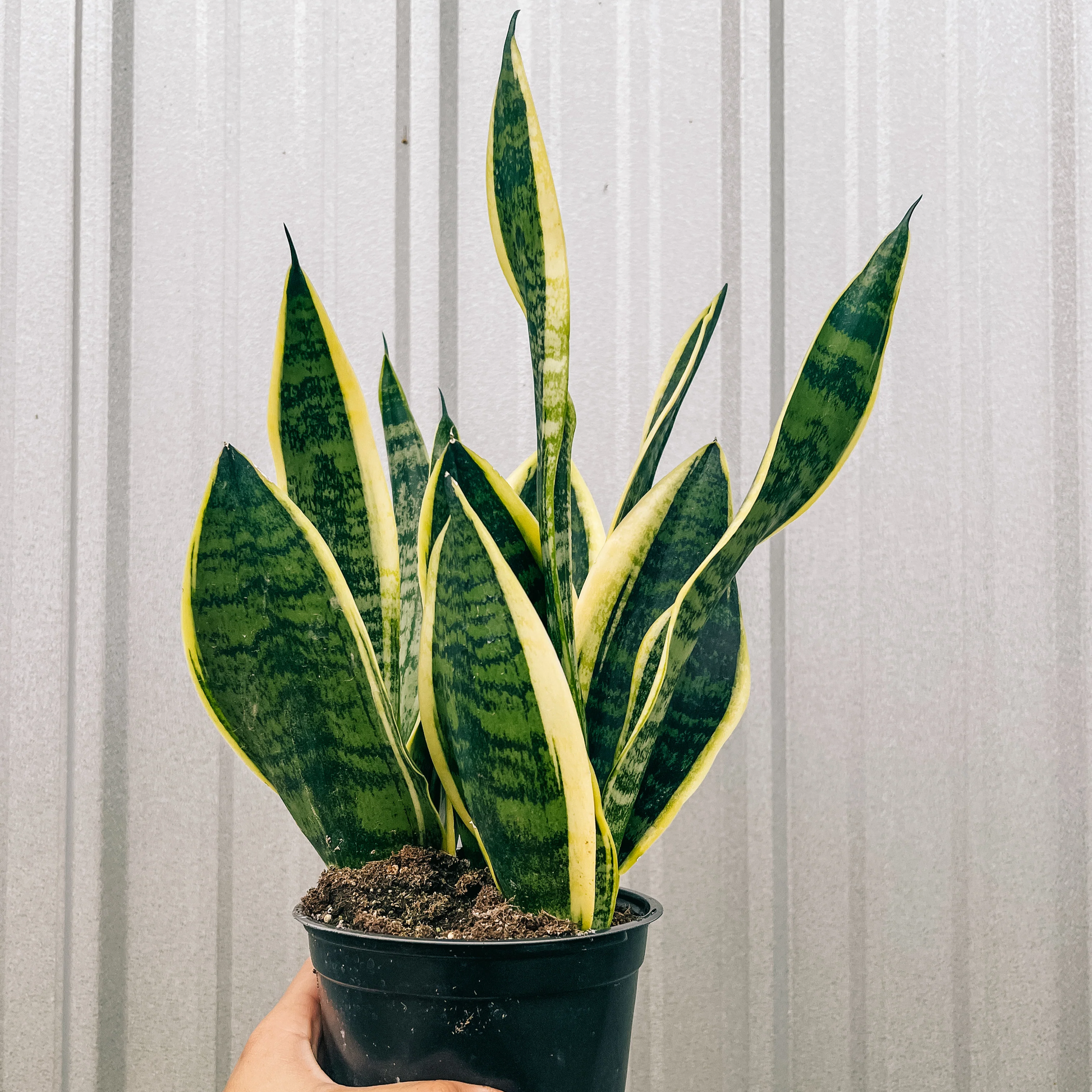 Sansevieria Superba - 6"