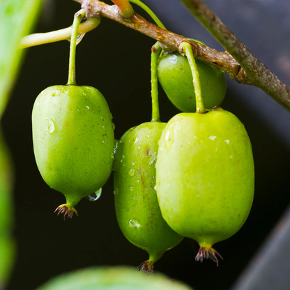 6 Kiwi vines. 3 Assai 3 Prolific . Self pollinating!