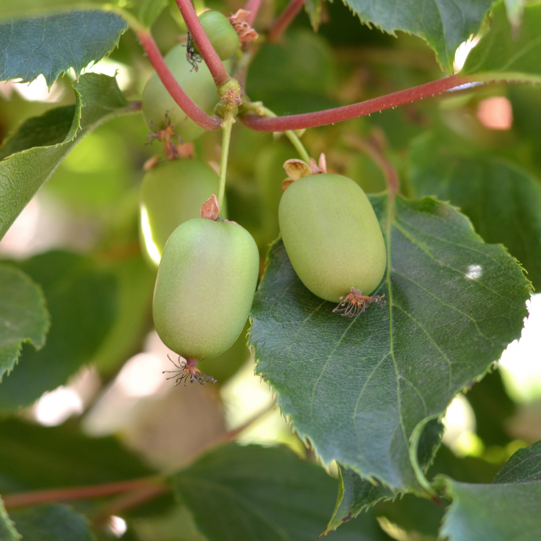 Issai Kiwi 2 Plants