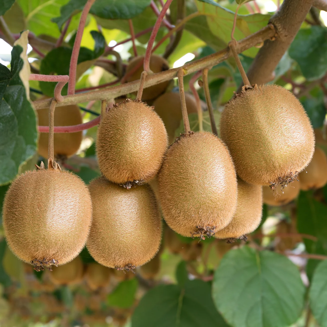 Female Kiwi - Actinidia chinensis - Female Vincent ! Live Plant