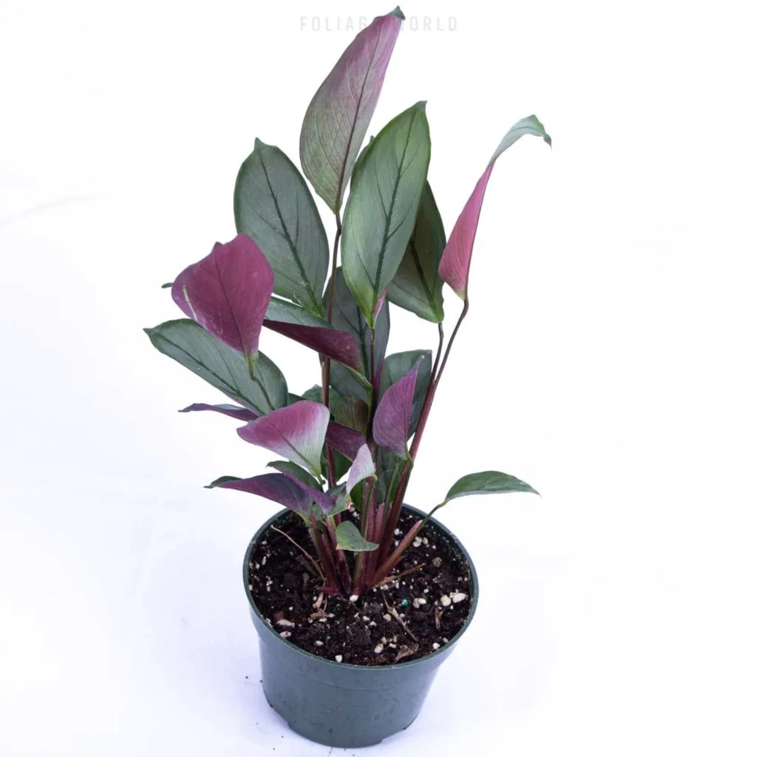 Calathea Setosa Grey Star - 4''