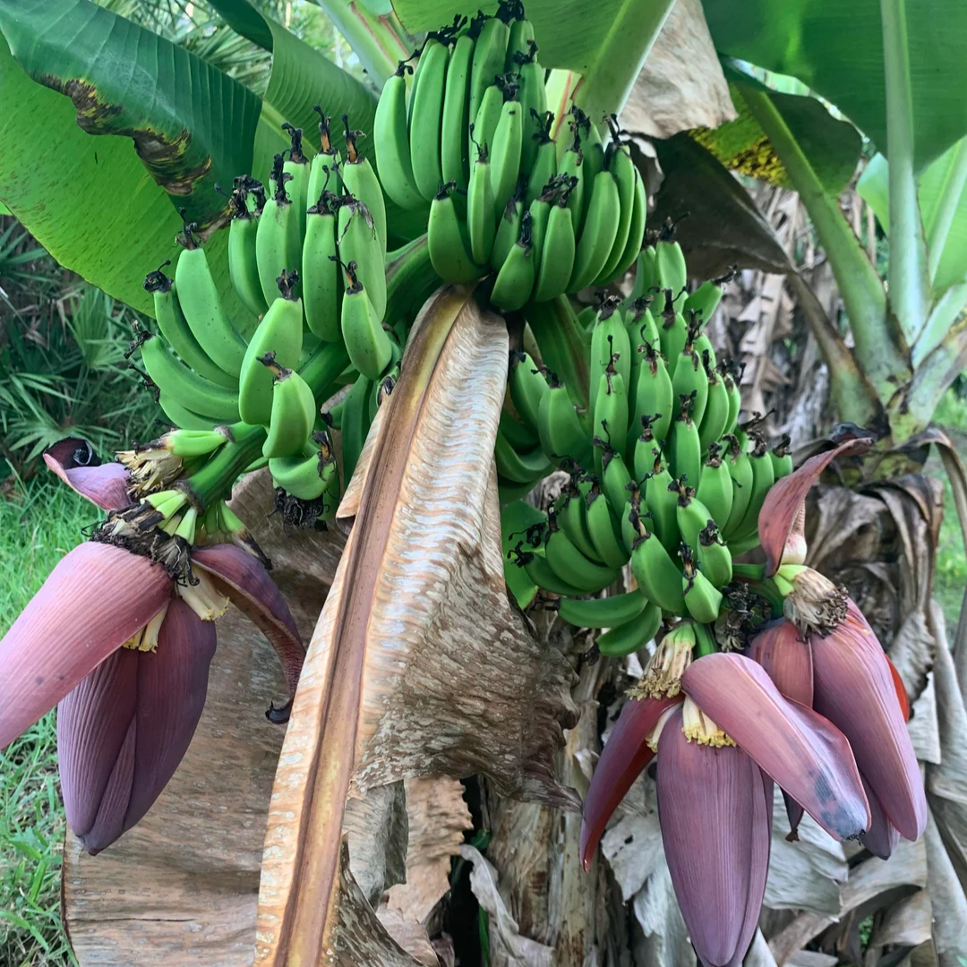 Double Mahoi Banana - 1 Plant Plug Tree - 3-8 inches - Edible Banana