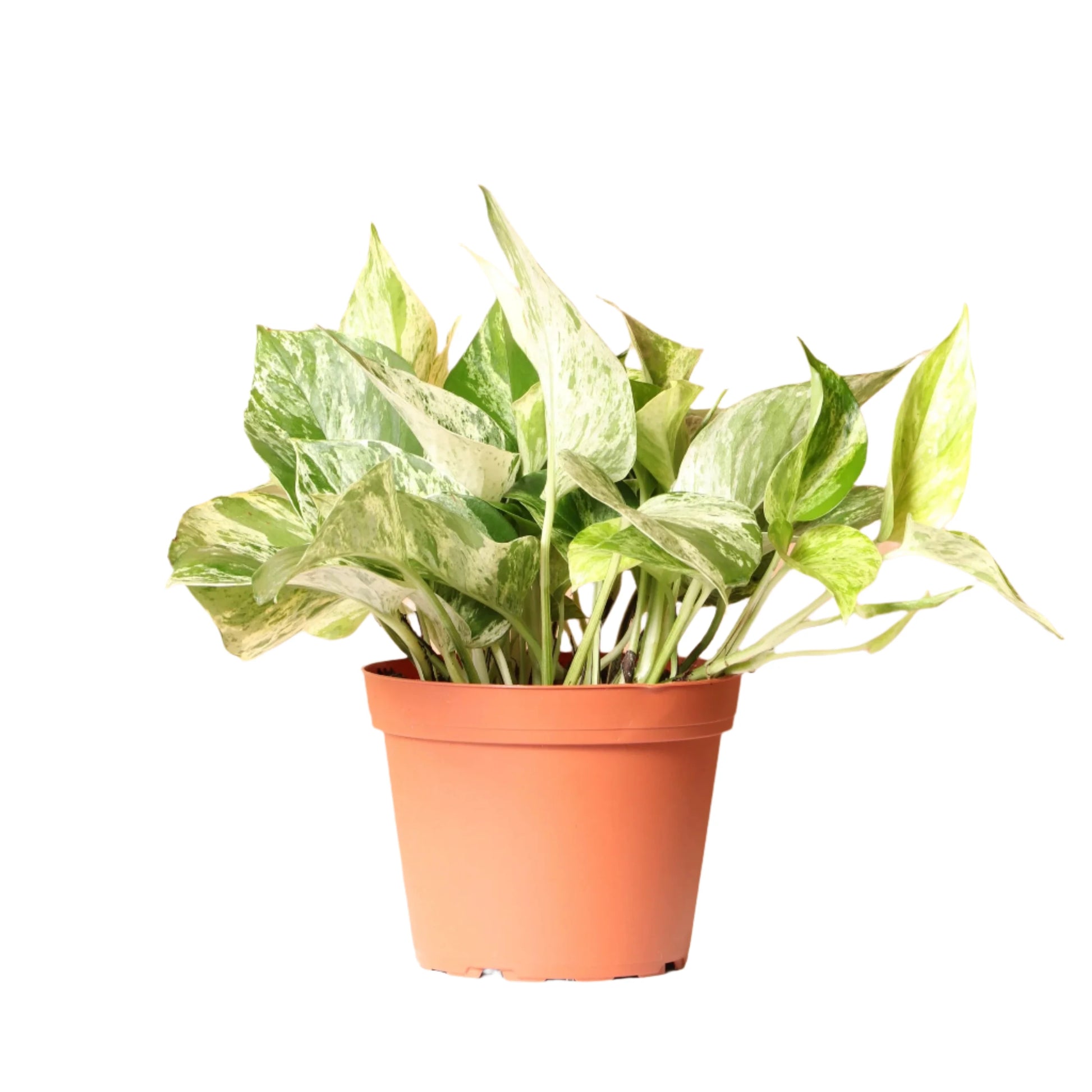 Marble Queen Pothos - 2"