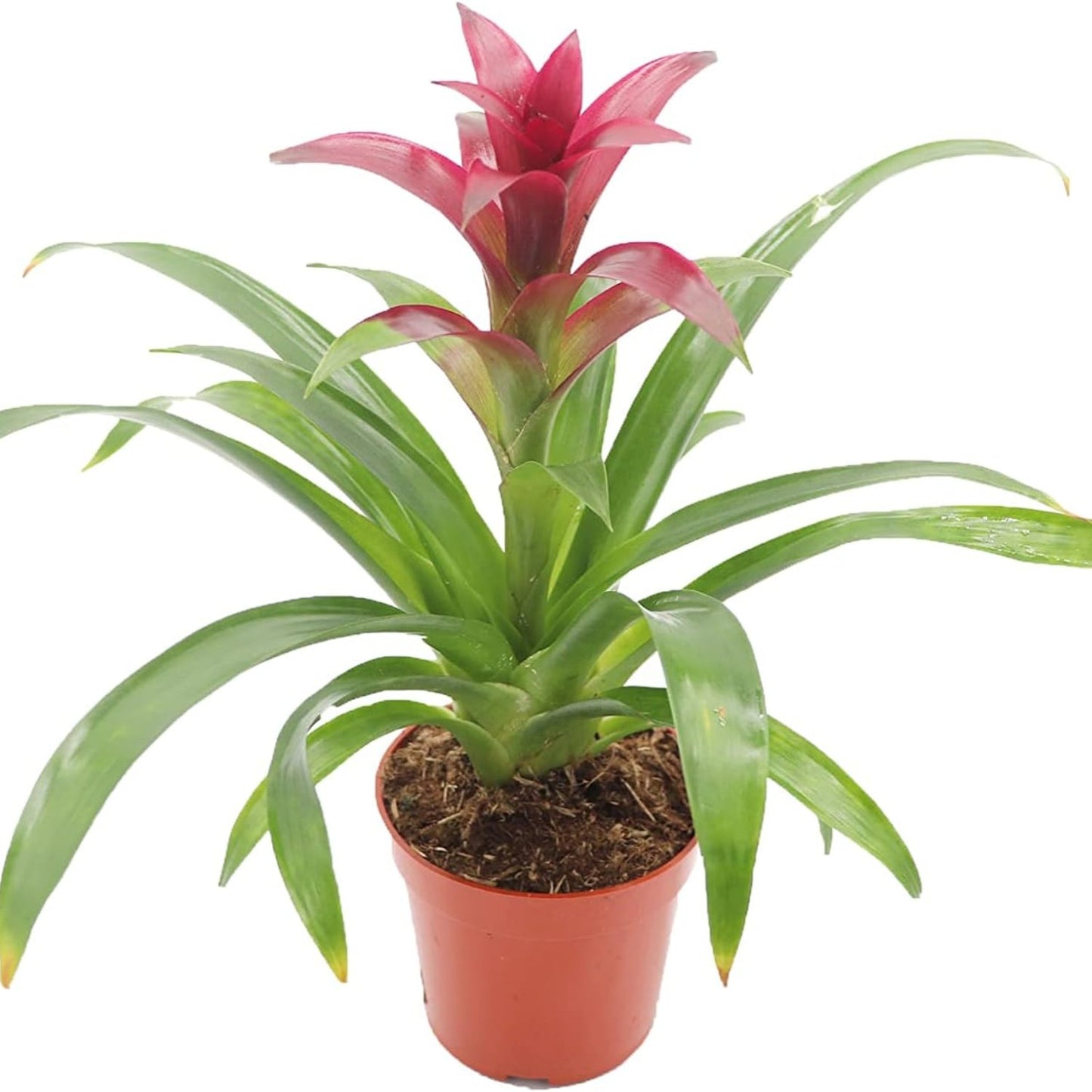 Purple Bromeliad -4''