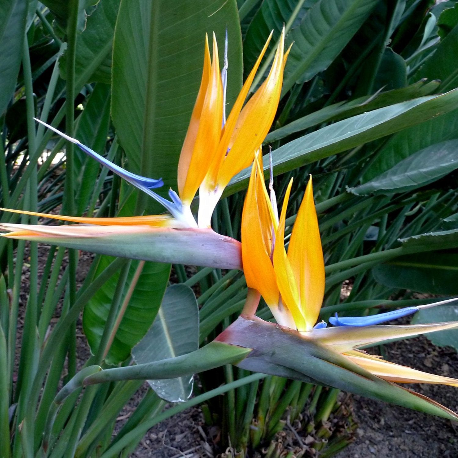 Bird of Paradise - Strelitzia Reginae