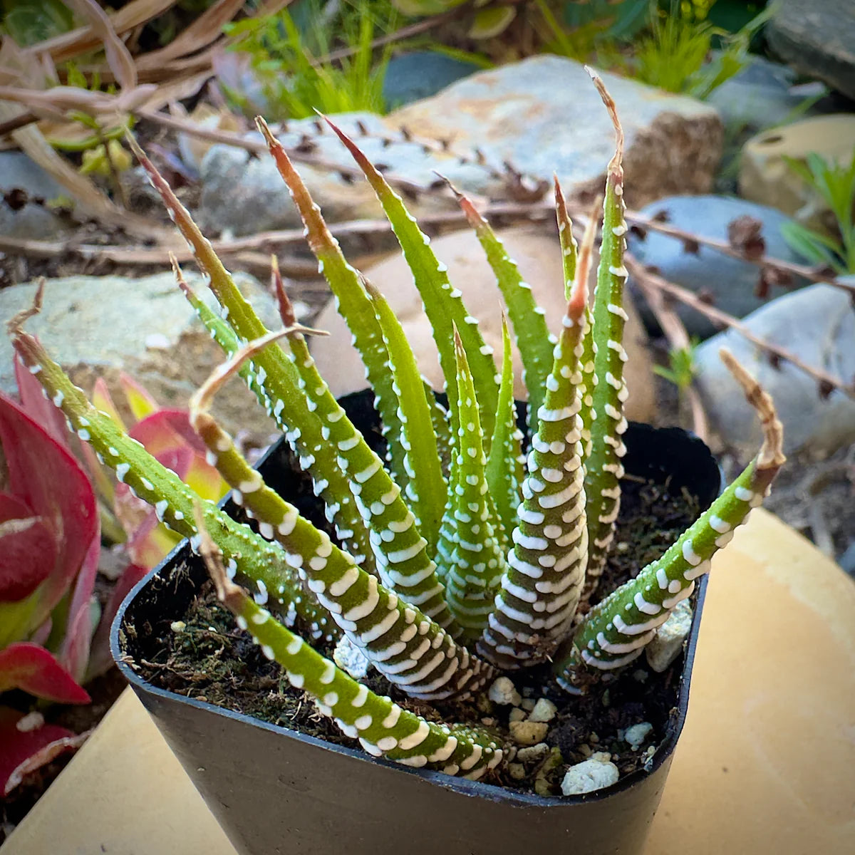 Haworthia Zebra - 2"