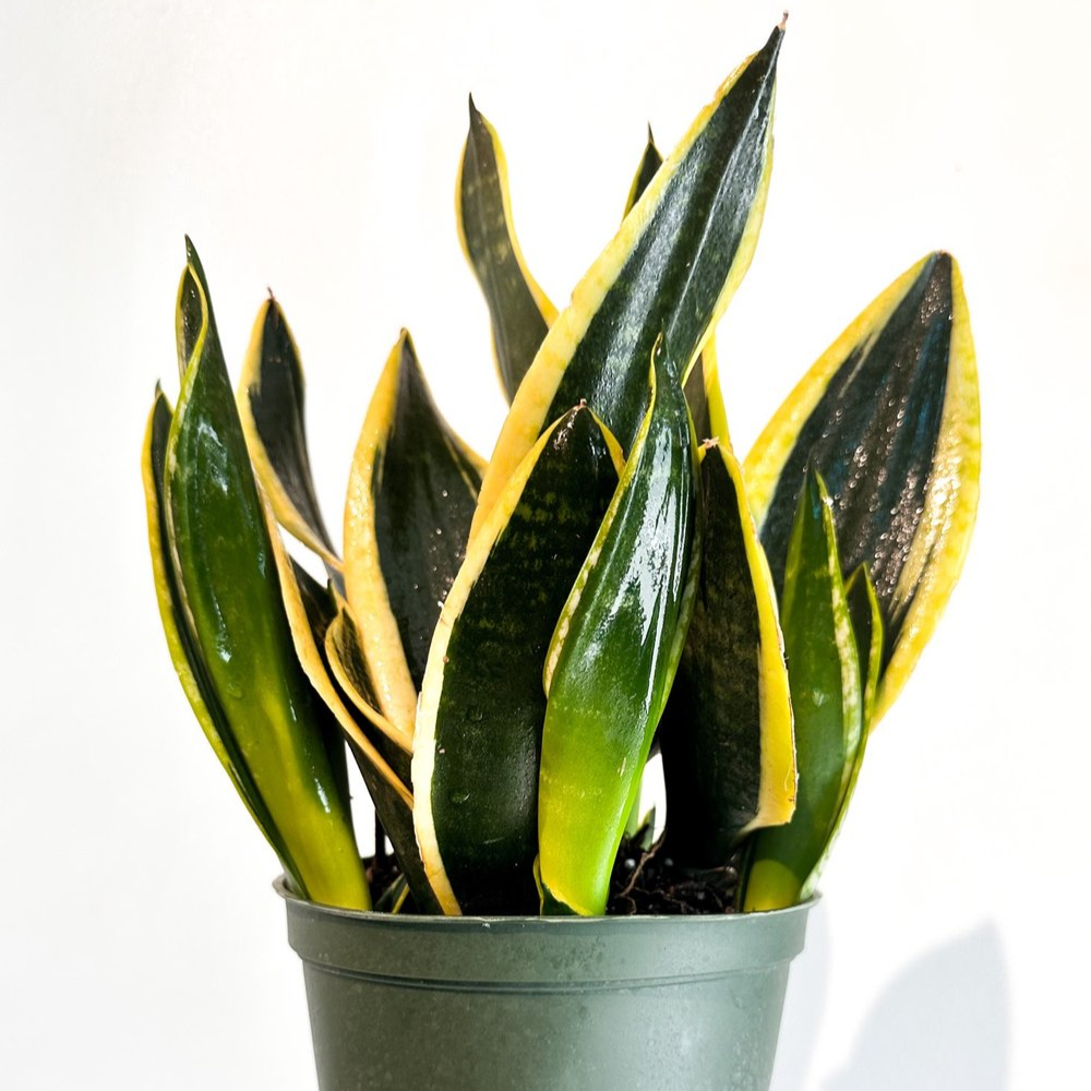 Sansevieria Black Gold - 2"