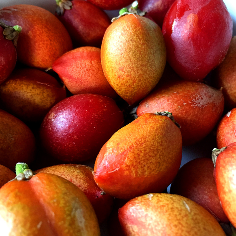 PEANUT BUTTER TREE/RARE FRUIT TREE