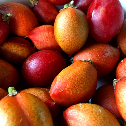 PEANUT BUTTER TREE/RARE FRUIT TREE