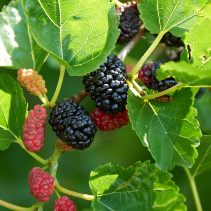 Mulberry Tree - 'Dwarf Everbearing' - 2 Plants