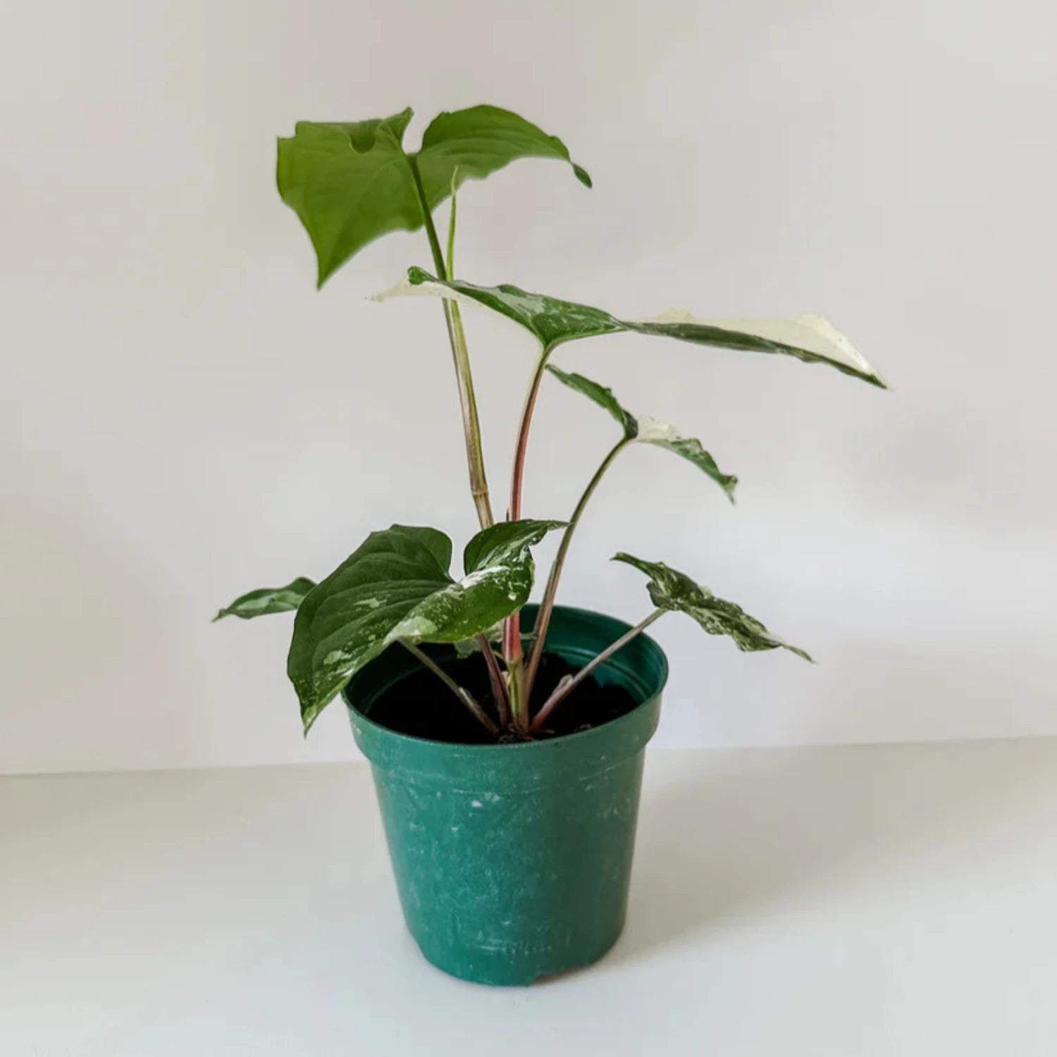 Syngonium Podophyllum Albo-Variegatum-6''