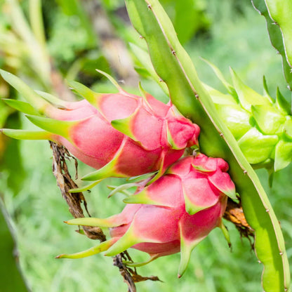 Dragon Fruit Plant - 4"