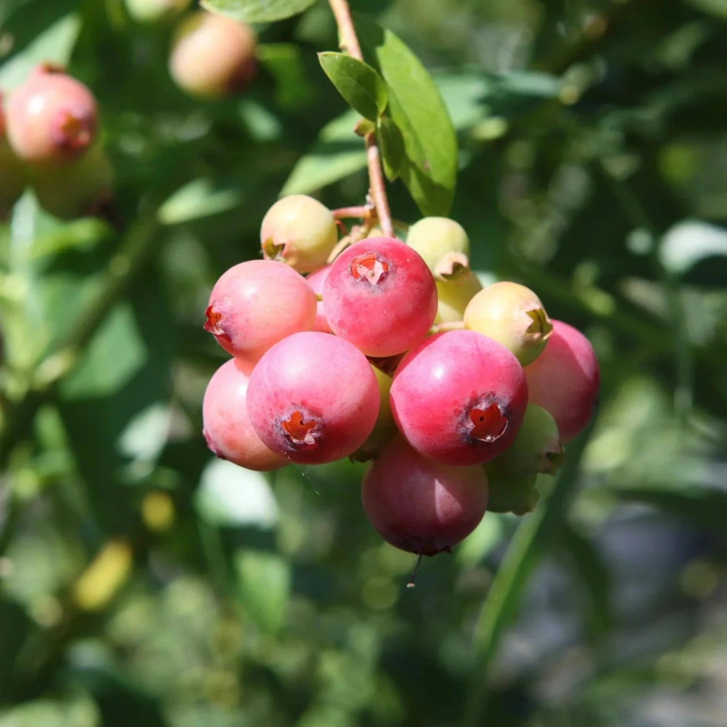 Blueberry - 'Pink Lemonade' - Vaccinium (Rabbiteye) 7-10 inches tall