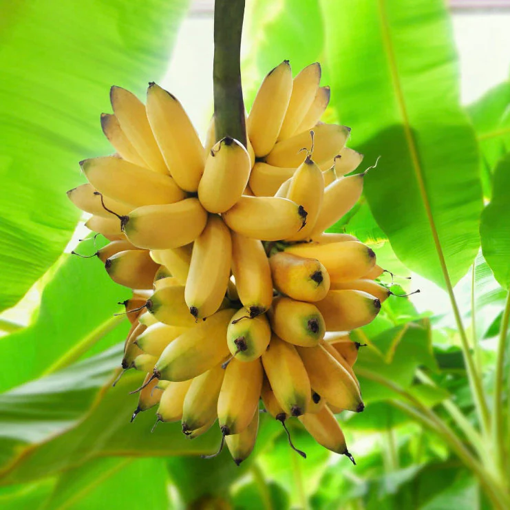 Sweetheart Banana - Musa - 2 Live Plants-Rare- LOWEST PRICE