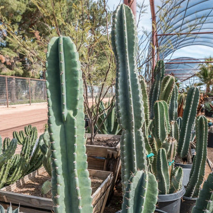 Peruvian Cactus - 10"