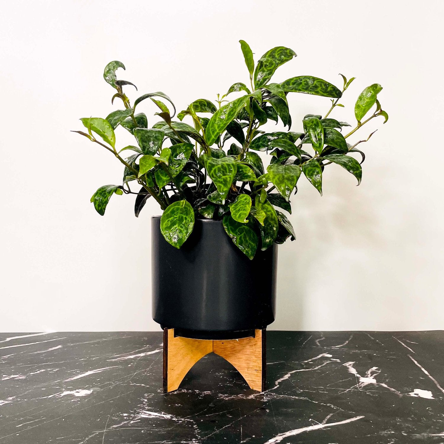 Black Pagoda (Lipstick plant) - 4''